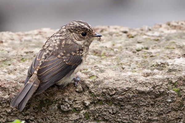African Dusky Flycatcher - ssp Minima