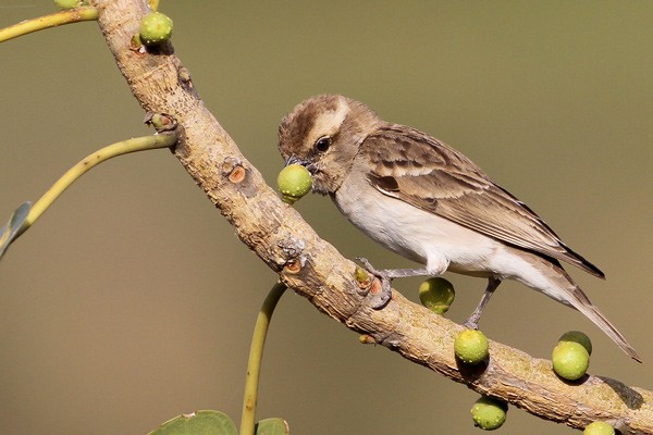 Bush Petronia