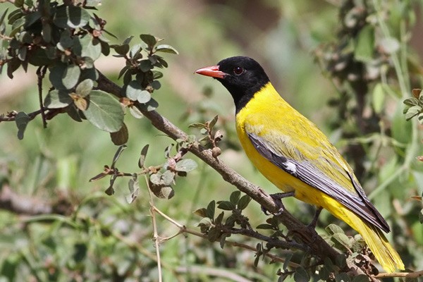 Abyssinian Black-headed Oriole - ssp Monacha