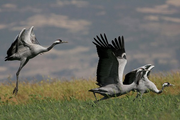 Common cranes
