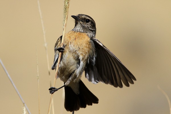 African Stonechat - ssp Albofasciatus (Ethiopian Stonechat)