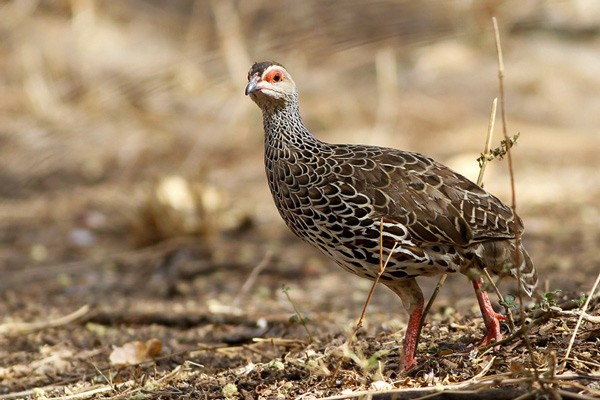 Clapperton's Francolin