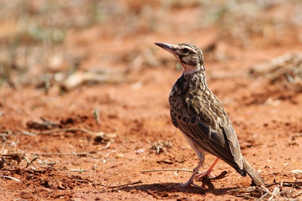 Short-tailed Lark - ssp megaensis