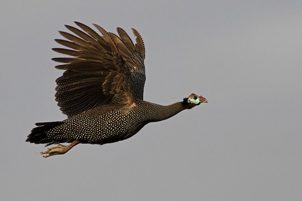 Helmeted Guineafowl - ssp Meleagris, in flight