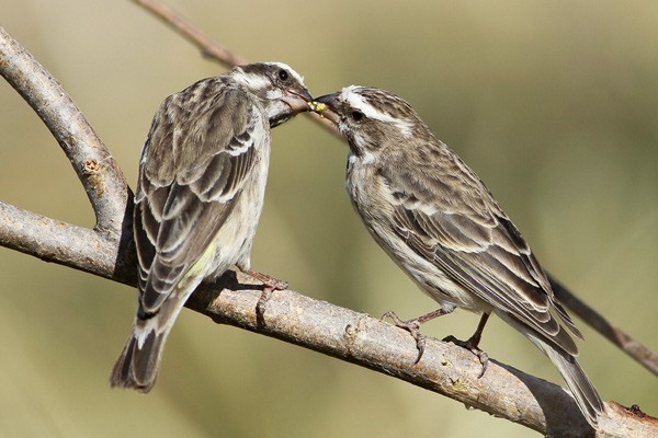 Reichenow's Seedeater - adult feeding immature