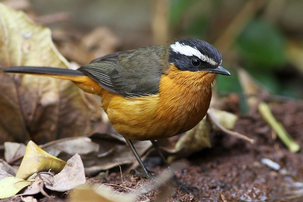 Rüppell's Robin-Chat - ssp Semirufa