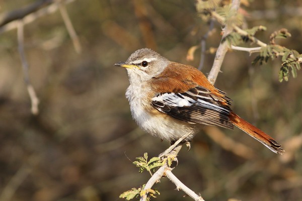 White-browed Scrub Robin - ssp Leucoptera