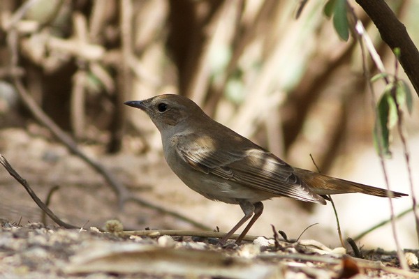 Common Nightingale
