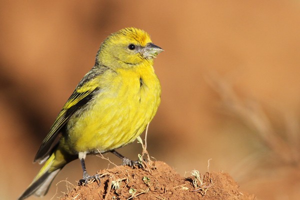 Yellow-crowned Canary