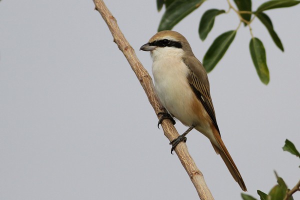 Red-tailed /Turkestan Shrike