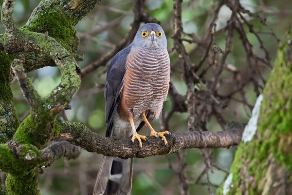 African Goshawk - ssp Unduliventer