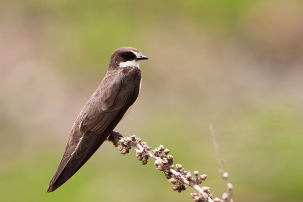 Banded Martin - ssp erlangeri