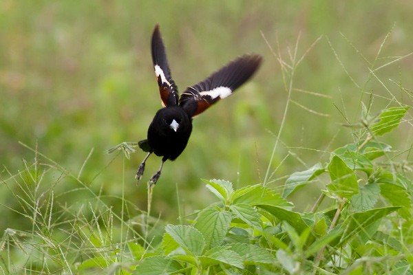 White-winged Widowbird - ssp Eques