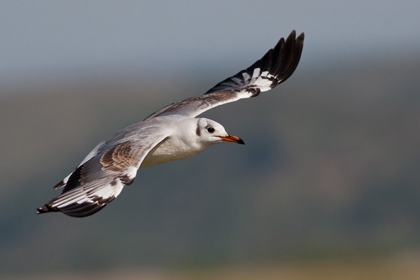 Grey-headed Gull in flight