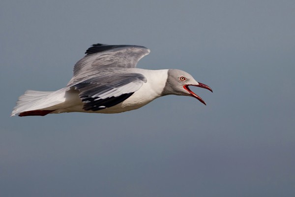 Grey-headed Gull in flight