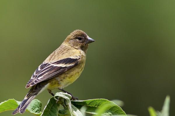Ethiopian Siskin