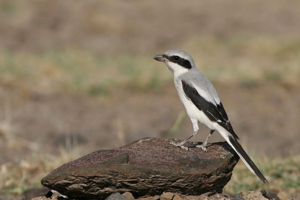 Southern Grey Shrike - ssp aucheri
