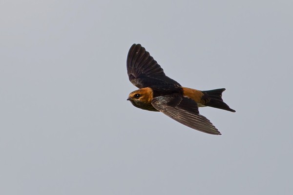 Lesser Striped Swallow - ssp Abyssinica. Immature in flight