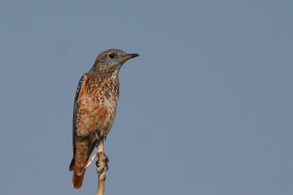 Rufous-tailed Rock Thrush