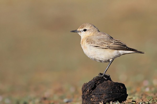 Isabelline Wheatear
