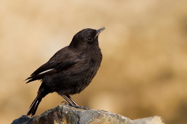 Ruppell's Black Chat