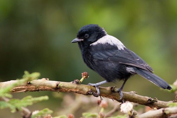 White-backed Black Tit