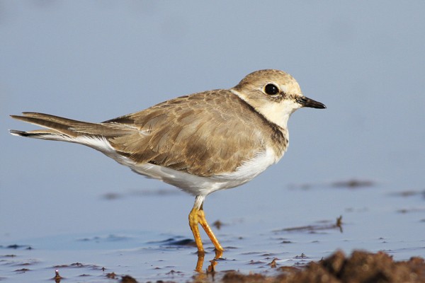 Little Ringed Plover