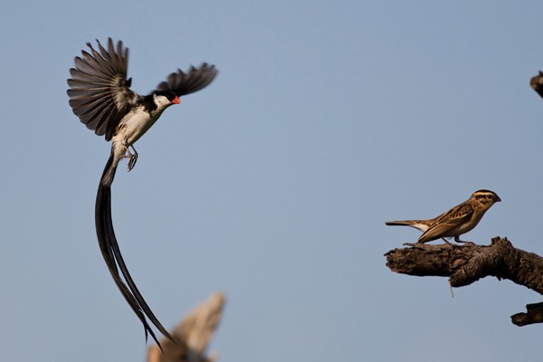Pin-tailed Whydah