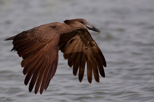 Hamerkop in flight