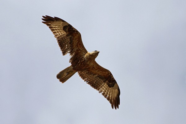 Long-legged Buzzard in flight