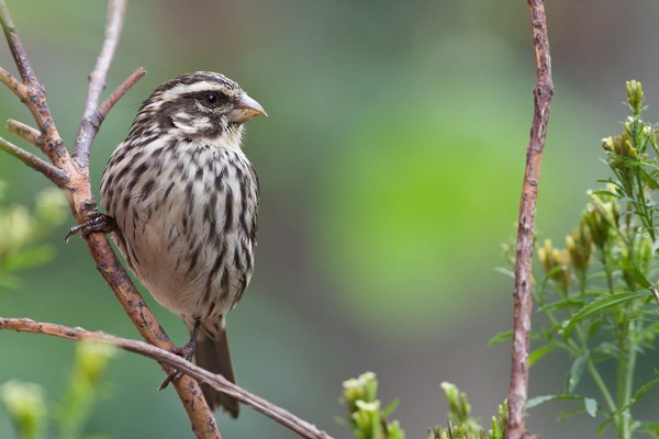 Streaky Seedeater