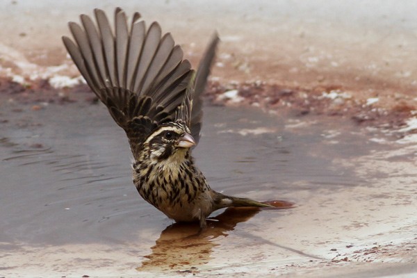 Streaky Seedeater