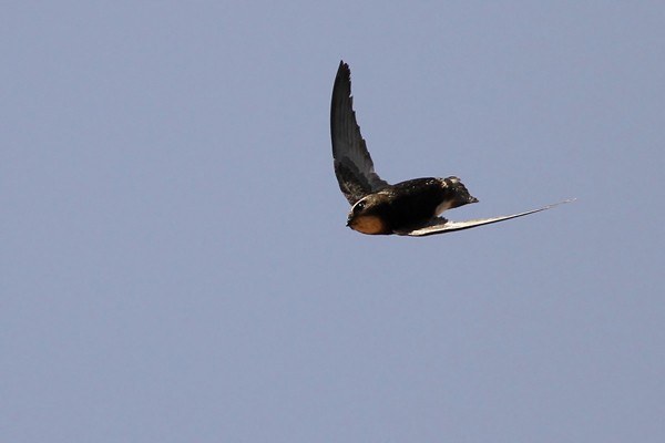 Little Swift