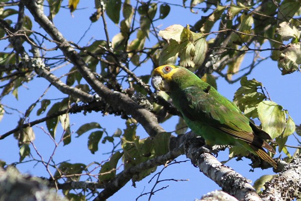 Yellow-fronted Parrot