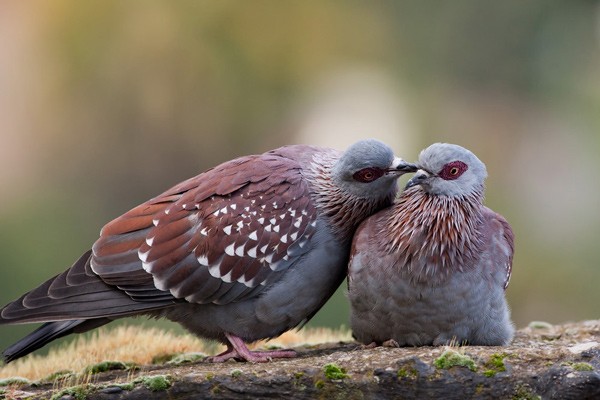 Speckled Pigeon - ssp guinea