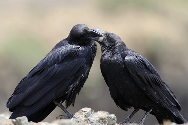 Fan-tailed Raven