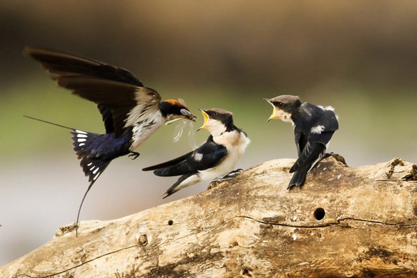 Wire-tailed Swallow