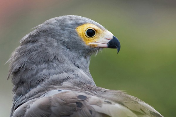 African Harrier Hawk - close-up portrait