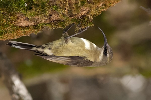 Tacazze Sunbird