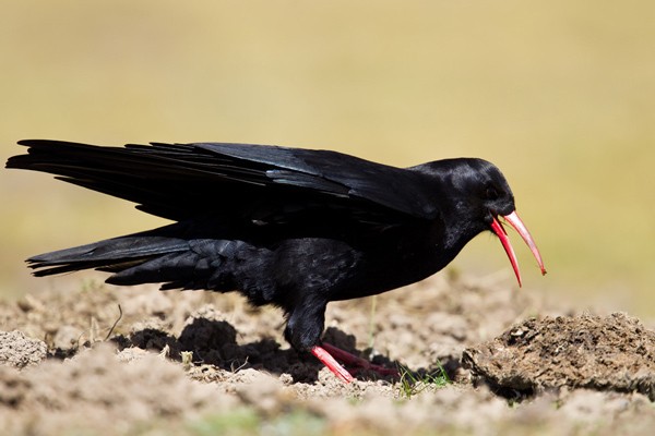 Red-billed Chough - ssp Baileyi