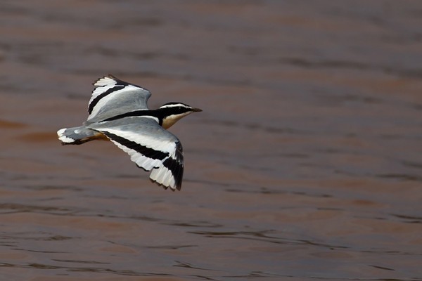 Egyptian Plover in flight