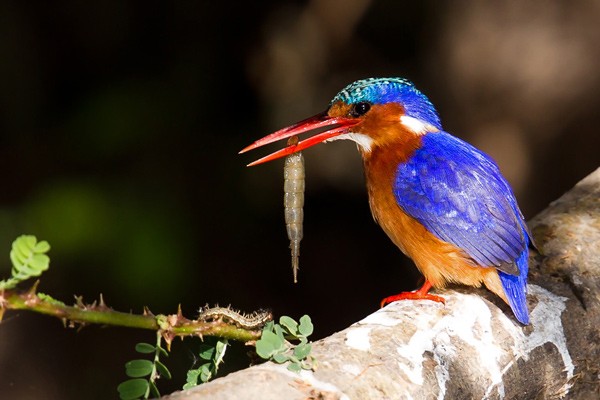 Malachite Kingfisher