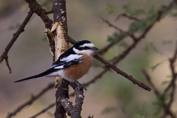 Masked Shrike
