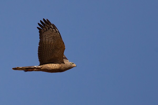 Dark Chanting Goshawk - ssp Metabates