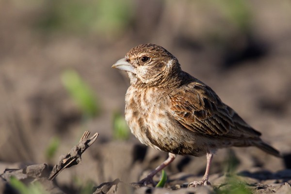 Chestnut-backed Sparrow Lark - ssp Leucotis