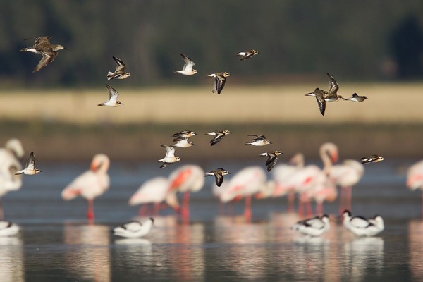 Kittlitz's Plover - flock in flight