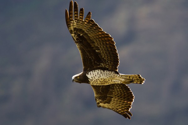 Martial Eagle - adult in flight