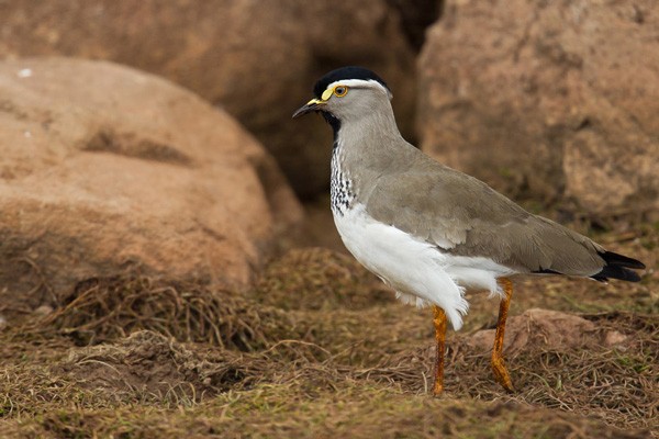 Spot-breasted Lapwing