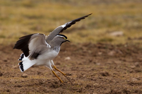 Spot-breasted Lapwing