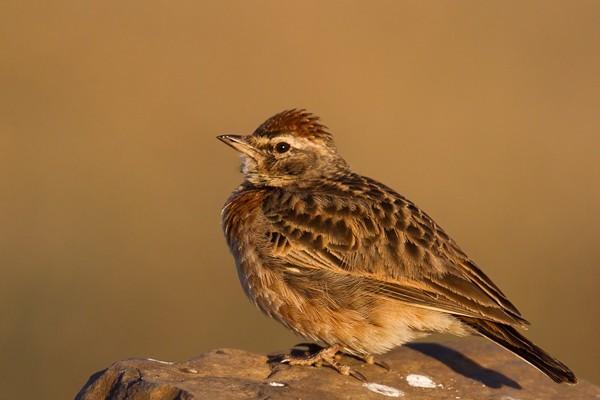 Blanford's Lark